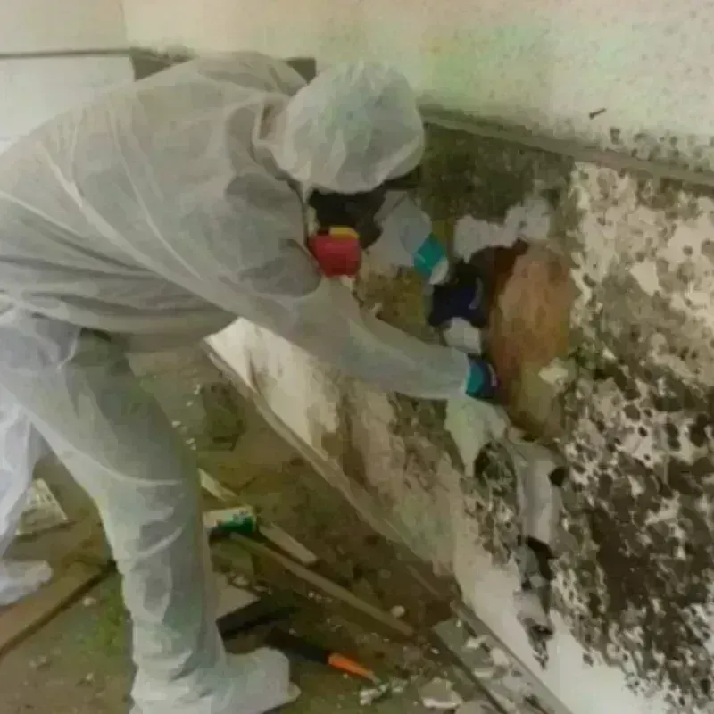 Mold Remediation and Removal in Portsmouth, RI